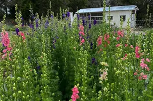 250 Kothmann Rd, Dripping Springs, TX 78620 - Photo 39