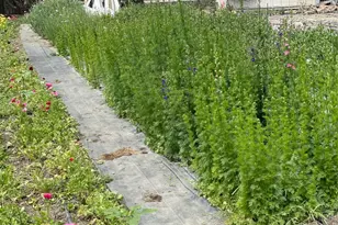 250 Kothmann Rd, Dripping Springs, TX 78620 - Photo 35