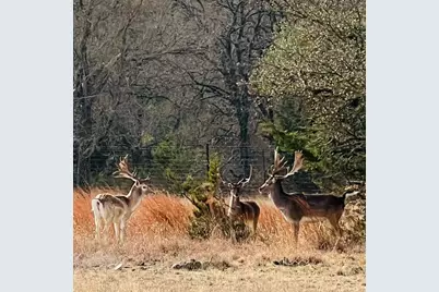 2265 County Road 106, Purmela, TX 76566 - Photo 3
