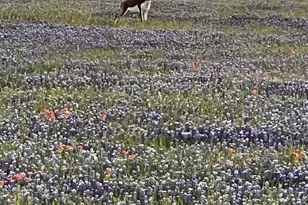 2265 Co Rd 106, Purmela, TX 76566 - Photo 1