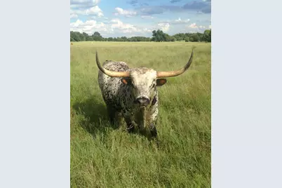 1498 Elmer King Road, Belton, TX 76513 - Photo 37