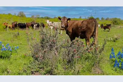 16400 Fetching Avenue, Manor, TX 78653 - Photo 31