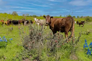 16400 Fetching Ave, Manor, TX 78653 - Photo 31