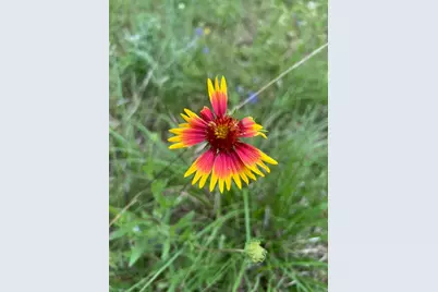 16205 Big Oak Circle, Leander, TX 78641 - Photo 23