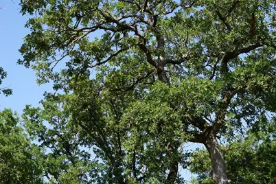 5857 Cr 322, Rockdale, TX 76567 - Photo 37