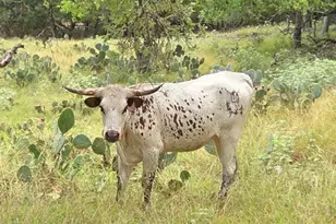 27846 Natural Bridge Caverns Rd, San Antonio, TX 78266 - Photo 39