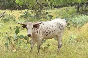 27846 Natural Bridge Caverns Rd, San Antonio, TX 78266 - Photo 39