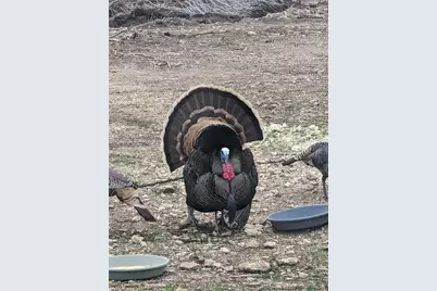 180 Robison Road, Bertram, TX 78605 - Photo 7