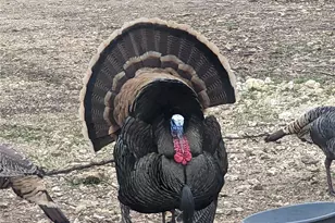 180 Robison Rd, Bertram, TX 78605 - Photo 7