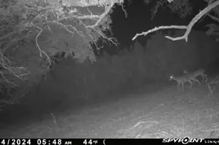 180 Robison Rd, Bertram, TX 78605 - Photo 3