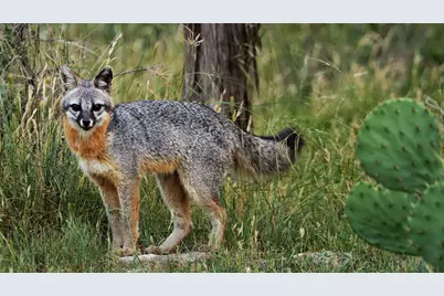 892 Baird Ranch Road, Johnson City, TX 78636 - Photo 37