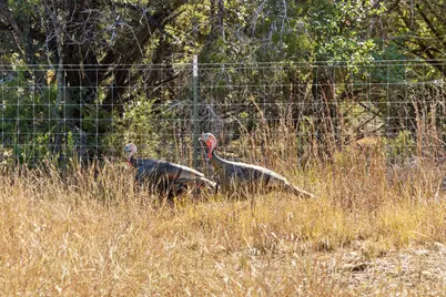3550 Bell Springs Drive, Dripping Springs, TX 78620 - Photo 31
