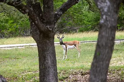 292 N Scenic Hills Court, Blanco, TX 78606 - Photo 25