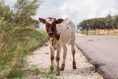 3958 Bandera Highway, Kerrville, TX 78028 - Photo 9
