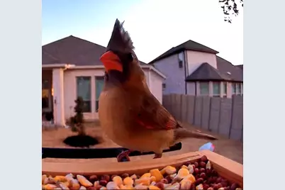 100 Peach Orchard Lane, Georgetown, TX 78628 - Photo 33