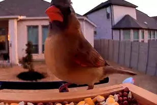 100 Peach Orch Ln, Georgetown, TX 78628 - Photo 33