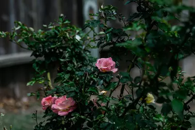 2307 Darnell Drive, Cedar Park, TX 78613 - Photo 31