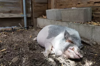 123 Havana Street, Austin, TX 78704 - Photo 23