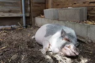 123 Havana St, Austin, TX 78704 - Photo 23