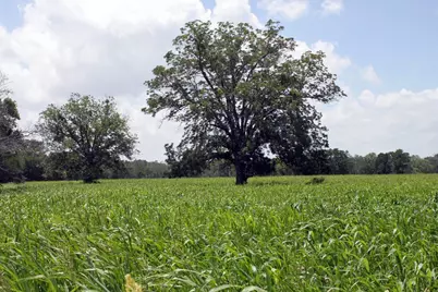 9411 Fm 86 Highway, Lockhart, TX 78644 - Photo 5