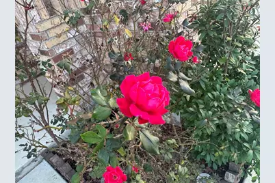 4433 Venticano Place, Round Rock, TX 78665 - Photo 3