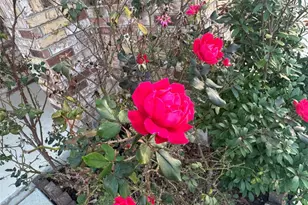 4433 Venticano Pl, Round Rock, TX 78665 - Photo 3