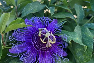 131 Primera Ct, Kingsland, TX 78611 - Photo 37