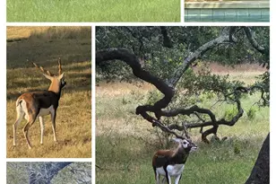 185 Puerto Rico Dr, Wimberley, TX 78676 - Photo 39