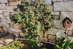 441 Mistflower Springs Dr, Leander, TX 78641 - Photo 23