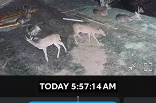 482 Dusty Saddle Dr, Canyon Lake, TX 78133 - Photo 23