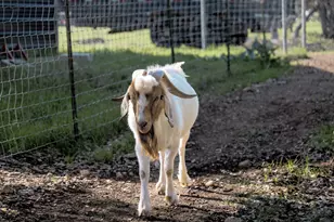 1185 Co Rd 258, Bertram, TX 78605 - Photo 27