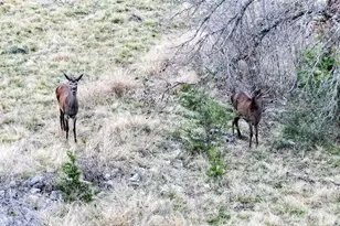 405 Heartleaf Dr, Lampasas, TX 76550 - Photo 7