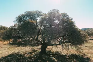 268 Kinnikinik Loop Lot 10, Austin, TX 78737 - Photo 1