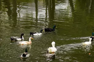 2605 Sam Bass Rd, Round Rock, TX 78681 - Photo 13