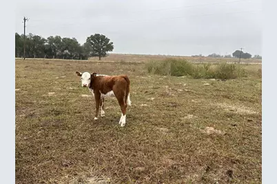 1696 E Fm 884, Yorktown, TX 78164 - Photo 11