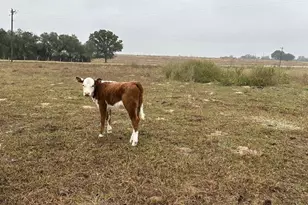 1696 E Fm 884, Yorktown, TX 78164 - Photo 11