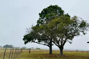 1696 E Fm 884, Yorktown, TX 78164 - Photo 7