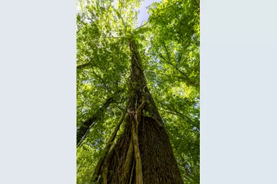 Lot 12 Hickory Ridge Drive, Bastrop, TX 78602 - Photo 15