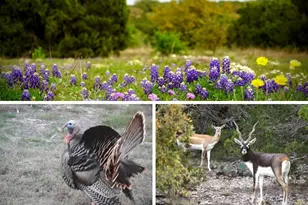 101 Rain Lily Ct, Burnet, TX 78611 - Photo 37