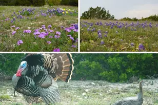 101 Rain Lily Ct, Burnet, TX 78611 - Photo 39