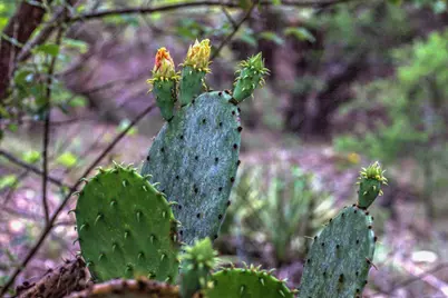 18333 Hidden Ridge Place, Lago Vista, TX 78645 - Photo 17