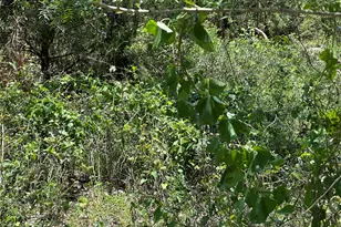 Tract 3D Hwy 95 Hwy, Smithville, TX 78957 - Photo 15