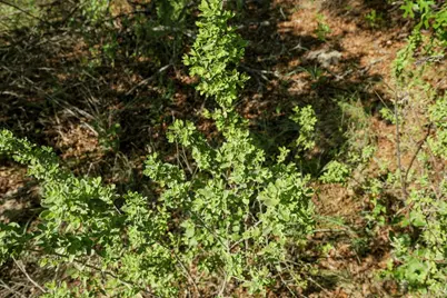 6801 Finklea Cove, Austin, TX 78730 - Photo 15