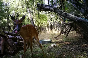 907 Deertrail Dr, San Marcos, TX 78666 - Photo 39