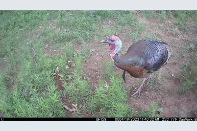 3000 Pettytown Road, Dale, TX 78616 - Photo 29