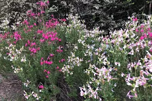 5013 Sendero Springs Dr, Round Rock, TX 78681 - Photo 39