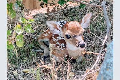 21822 SE Tallahassee Avenue, Lago Vista, TX 78645 - Photo 19