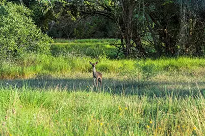 5229 & 5012 Hupedo Ranch Road, Spicewood, TX 78669 - Photo 37