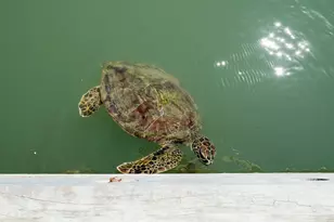 318 W Cotter Ave, Port Aransas, TX 78373 - Photo 11