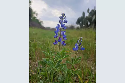 4668 Fm 535, Cedar Creek, TX 78612 - Photo 31